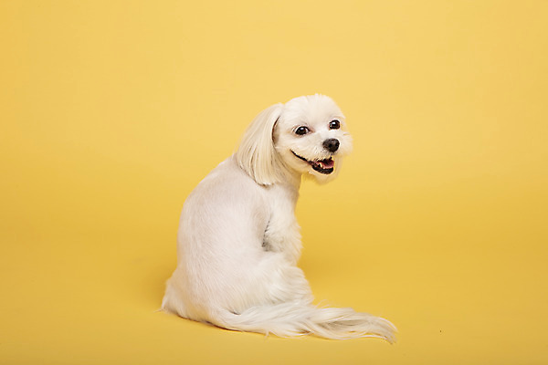 포토 JPG 스튜디오촬영 동물 한마리 반려견 실내 사람없음 뒷모습 반려동물 귀여움 말티즈 개 강아지 노란배경 반려 국내포토 1 뷰포인트 백그라운드 컨셉 포유류 내부 노란색 파일형식