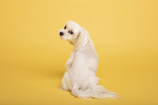 포토 JPG 스튜디오촬영 동물 한마리 반려견 실내 사람없음 뒷모습 반려동물 귀여움 말티즈 개 강아지 노란배경 반려 국내포토 1 뷰포인트 백그라운드 컨셉 포유류 내부 노란색 파일형식