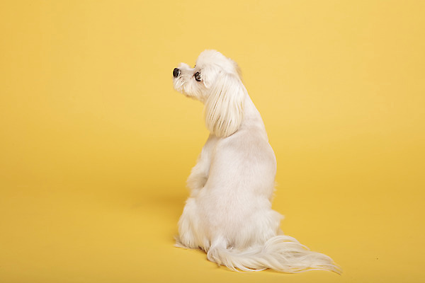 포토 JPG 스튜디오촬영 동물 한마리 반려견 실내 사람없음 뒷모습 반려동물 귀여움 말티즈 개 강아지 노란배경 반려 국내포토 1 뷰포인트 백그라운드 컨셉 포유류 내부 노란색 파일형식