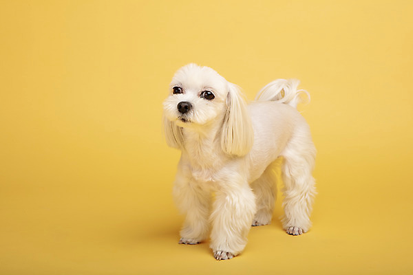 포토 JPG 스튜디오촬영 동물 한마리 응시 반려견 실내 사람없음 옆모습 반려동물 귀여움 말티즈 개 강아지 노란배경 반려 국내포토 1 시선 뷰포인트 백그라운드 컨셉 포유류 내부 노란색 파일형식