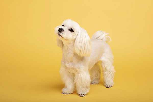 포토 JPG 스튜디오촬영 동물 한마리 응시 반려견 실내 사람없음 옆모습 반려동물 귀여움 말티즈 개 강아지 노란배경 반려 국내포토 1 시선 뷰포인트 백그라운드 컨셉 포유류 내부 노란색 파일형식