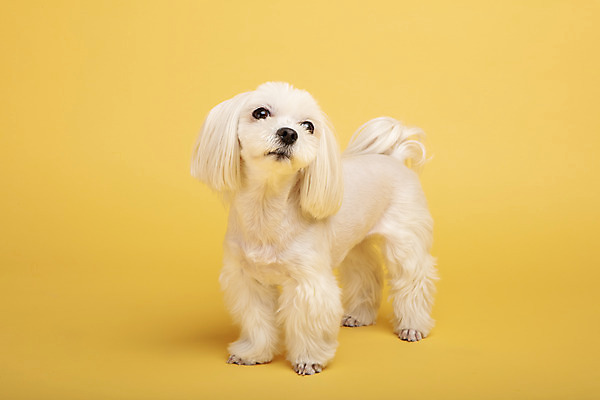 포토 JPG 스튜디오촬영 동물 한마리 반려견 실내 사람없음 앞모습 반려동물 귀여움 말티즈 개 강아지 노란배경 반려 국내포토 1 뷰포인트 백그라운드 컨셉 포유류 내부 노란색 파일형식