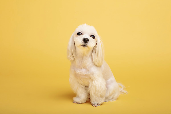 포토 JPG 스튜디오촬영 동물 한마리 반려견 실내 사람없음 앞모습 반려동물 귀여움 말티즈 개 강아지 노란배경 반려 국내포토 1 뷰포인트 백그라운드 컨셉 포유류 내부 노란색 파일형식