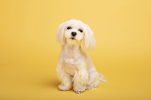 포토 JPG 스튜디오촬영 동물 한마리 반려견 실내 사람없음 앞모습 반려동물 귀여움 말티즈 개 강아지 노란배경 반려 국내포토 1 뷰포인트 백그라운드 컨셉 포유류 내부 노란색 파일형식