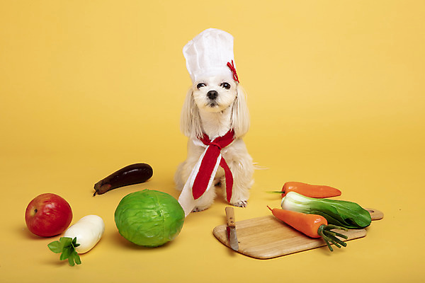 포토 JPG 스튜디오촬영 동물 한마리 반려견 가지 도마 실내 요리사모자 사람없음 앞모습 반려동물 장난감 모형 귀여움 당근 칼 말티즈 개 강아지 사과 무 양배추 노란배경 반려 국내포토 모자_잡화 1 뷰포인트 백그라운드 컨셉 채소 과일 포유류 주방용품 뿌리채소 내부 노란색 요리사 파일형식