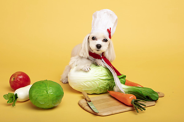 포토 JPG 스튜디오촬영 동물 한마리 반려견 가지 도마 실내 요리사모자 사람없음 앞모습 반려동물 장난감 모형 귀여움 당근 칼 말티즈 개 강아지 사과 무 양배추 노란배경 반려 국내포토 모자_잡화 1 뷰포인트 백그라운드 컨셉 채소 과일 포유류 주방용품 뿌리채소 내부 노란색 요리사 파일형식