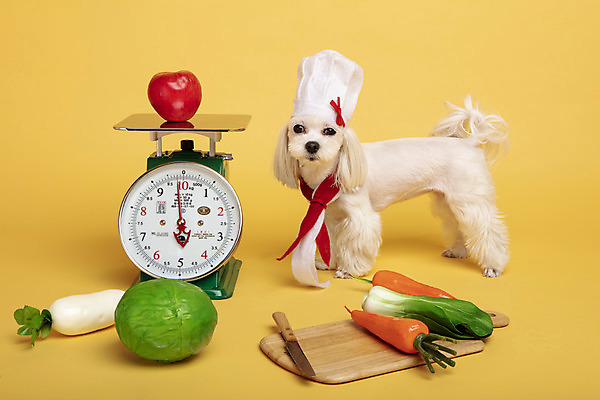 포토 JPG 스튜디오촬영 동물 한마리 응시 반려견 가지 도마 실내 요리사모자 저울 사람없음 옆모습 반려동물 장난감 모형 귀여움 당근 칼 말티즈 개 강아지 사과 무 양배추 노란배경 반려 국내포토 모자_잡화 1 시선 뷰포인트 백그라운드 컨셉 채소 과일 포유류 주방용품 뿌리채소 내부 노란색 요리사 파일형식
