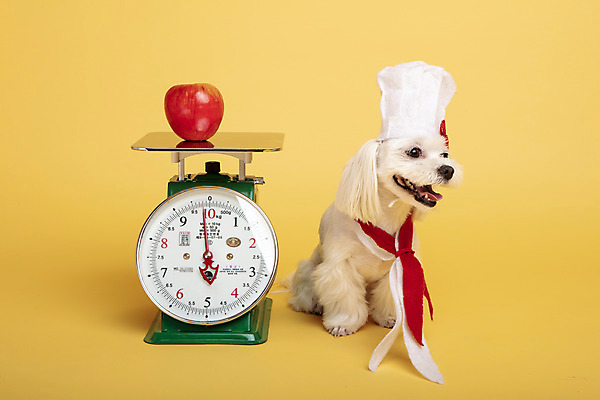 포토 JPG 스튜디오촬영 동물 한마리 반려견 실내 요리사모자 저울 사람없음 앞모습 반려동물 장난감 모형 귀여움 말티즈 개 강아지 사과 노란배경 반려 국내포토 모자_잡화 1 뷰포인트 백그라운드 컨셉 과일 포유류 내부 노란색 요리사 파일형식