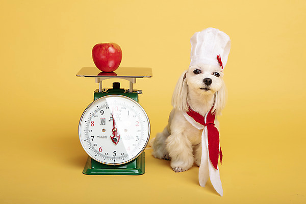 포토 JPG 스튜디오촬영 동물 한마리 반려견 실내 요리사모자 저울 사람없음 앞모습 반려동물 장난감 모형 귀여움 말티즈 개 강아지 사과 노란배경 반려 국내포토 모자_잡화 1 뷰포인트 백그라운드 컨셉 과일 포유류 내부 노란색 요리사 파일형식