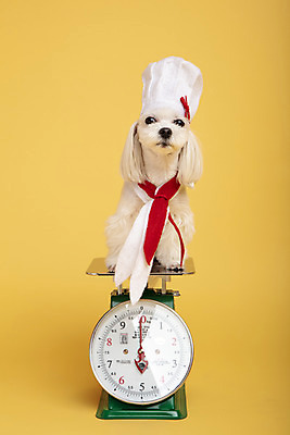 포토 JPG 스튜디오촬영 동물 한마리 반려견 실내 요리사모자 저울 사람없음 앞모습 반려동물 장난감 모형 귀여움 말티즈 개 강아지 노란배경 반려 국내포토 모자_잡화 1 뷰포인트 백그라운드 컨셉 포유류 내부 노란색 요리사 파일형식