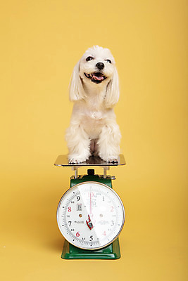 포토 JPG 스튜디오촬영 동물 한마리 반려견 실내 저울 사람없음 앞모습 반려동물 장난감 모형 귀여움 말티즈 개 강아지 노란배경 반려 국내포토 1 뷰포인트 백그라운드 컨셉 포유류 내부 노란색 파일형식