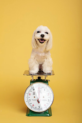 포토 JPG 스튜디오촬영 동물 한마리 반려견 실내 저울 사람없음 앞모습 반려동물 장난감 모형 귀여움 말티즈 개 강아지 노란배경 반려 국내포토 1 뷰포인트 백그라운드 컨셉 포유류 내부 노란색 파일형식