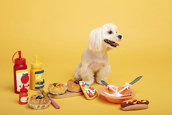포토 JPG 스튜디오촬영 동물 한마리 반려견 주방용품 도마 피자 실내 사람없음 앞모습 반려동물 장난감 모형 귀여움 칼 말티즈 개 도넛 강아지 핫도그 노란배경 반려 국내포토 1 음식 뷰포인트 생활용품 백그라운드 컨셉 포유류 디저트 패스트푸드 서양음식 내부 노란색 파일형식