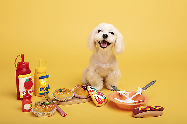 포토 JPG 스튜디오촬영 동물 한마리 반려견 주방용품 도마 피자 실내 사람없음 앞모습 반려동물 장난감 모형 귀여움 칼 말티즈 개 도넛 강아지 핫도그 노란배경 반려 국내포토 1 음식 뷰포인트 생활용품 백그라운드 컨셉 포유류 디저트 패스트푸드 서양음식 내부 노란색 파일형식