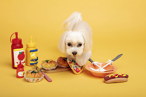 포토 JPG 스튜디오촬영 동물 한마리 반려견 주방용품 도마 피자 실내 사람없음 앞모습 반려동물 장난감 모형 귀여움 칼 말티즈 개 도넛 강아지 핫도그 노란배경 반려 국내포토 1 음식 뷰포인트 생활용품 백그라운드 컨셉 포유류 디저트 패스트푸드 서양음식 내부 노란색 파일형식