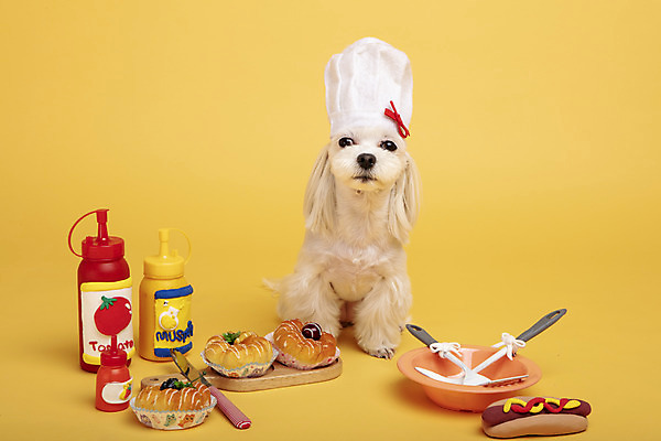 포토 JPG 스튜디오촬영 동물 한마리 반려견 주방용품 도마 피자 실내 요리사모자 사람없음 앞모습 반려동물 장난감 모형 귀여움 칼 말티즈 개 도넛 강아지 핫도그 노란배경 반려 국내포토 모자_잡화 1 음식 뷰포인트 생활용품 백그라운드 컨셉 포유류 디저트 패스트푸드 서양음식 내부 노란색 요리사 파일형식
