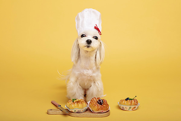 포토 JPG 스튜디오촬영 동물 한마리 반려견 주방용품 도마 실내 요리사모자 사람없음 앞모습 반려동물 장난감 모형 귀여움 칼 말티즈 개 도넛 강아지 노란배경 반려 국내포토 모자_잡화 1 뷰포인트 생활용품 백그라운드 컨셉 포유류 디저트 내부 노란색 요리사 파일형식