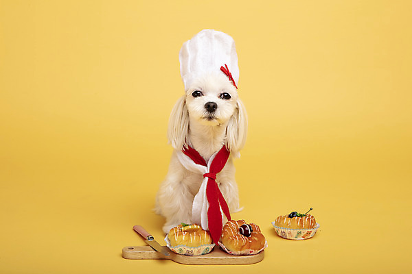 포토 JPG 스튜디오촬영 동물 한마리 반려견 주방용품 도마 실내 요리사모자 사람없음 앞모습 반려동물 장난감 모형 귀여움 칼 말티즈 개 도넛 강아지 노란배경 반려 국내포토 모자_잡화 1 뷰포인트 생활용품 백그라운드 컨셉 포유류 디저트 내부 노란색 요리사 파일형식