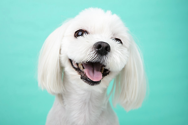 포토 JPG 스튜디오촬영 동물 한마리 반려견 실내 근접촬영 사람없음 앞모습 반려동물 귀여움 말티즈 개 강아지 파란배경 반려 국내포토 1 뷰포인트 백그라운드 컨셉 포유류 내부 파란색 파일형식