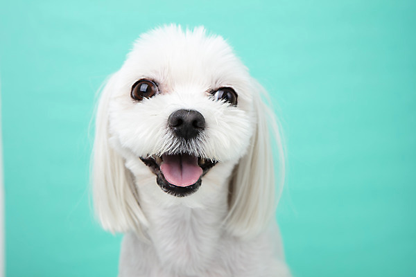 포토 JPG 스튜디오촬영 동물 한마리 반려견 실내 근접촬영 사람없음 앞모습 반려동물 귀여움 말티즈 개 강아지 파란배경 반려 국내포토 1 뷰포인트 백그라운드 컨셉 포유류 내부 파란색 파일형식