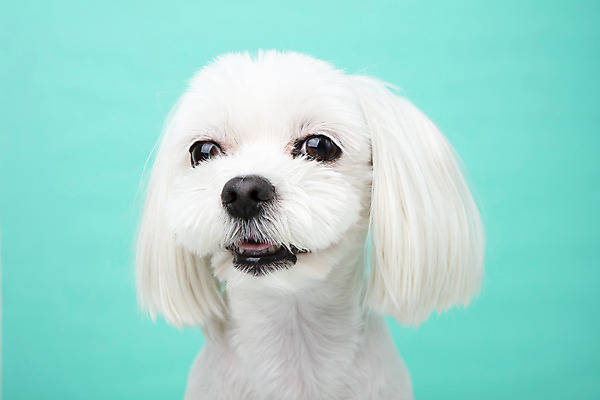 포토 JPG 스튜디오촬영 동물 한마리 반려견 실내 근접촬영 사람없음 앞모습 반려동물 귀여움 말티즈 개 강아지 파란배경 반려 국내포토 1 뷰포인트 백그라운드 컨셉 포유류 내부 파란색 파일형식