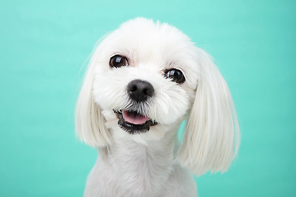 포토 JPG 스튜디오촬영 동물 한마리 반려견 실내 근접촬영 사람없음 앞모습 반려동물 귀여움 말티즈 개 강아지 파란배경 반려 국내포토 1 뷰포인트 백그라운드 컨셉 포유류 내부 파란색 파일형식