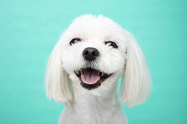 포토 JPG 스튜디오촬영 동물 한마리 반려견 실내 근접촬영 사람없음 앞모습 반려동물 귀여움 말티즈 개 강아지 파란배경 반려 국내포토 1 뷰포인트 백그라운드 컨셉 포유류 내부 파란색 파일형식