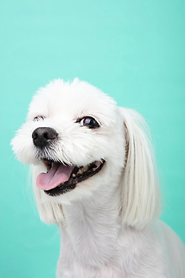 포토 JPG 스튜디오촬영 동물 한마리 반려견 실내 근접촬영 사람없음 앞모습 반려동물 귀여움 말티즈 개 강아지 파란배경 반려 국내포토 1 뷰포인트 백그라운드 컨셉 포유류 내부 파란색 파일형식