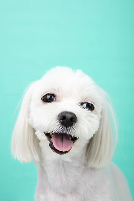 포토 JPG 스튜디오촬영 동물 한마리 반려견 실내 근접촬영 사람없음 앞모습 반려동물 귀여움 말티즈 개 강아지 파란배경 반려 국내포토 1 뷰포인트 백그라운드 컨셉 포유류 내부 파란색 파일형식