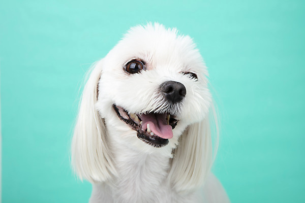 포토 JPG 스튜디오촬영 동물 한마리 반려견 실내 근접촬영 사람없음 앞모습 반려동물 귀여움 말티즈 개 강아지 파란배경 반려 국내포토 1 뷰포인트 백그라운드 컨셉 포유류 내부 파란색 파일형식