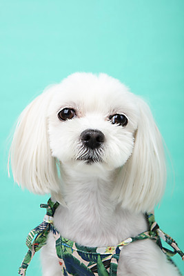 포토 JPG 스튜디오촬영 동물 한마리 반려견 실내 근접촬영 사람없음 앞모습 반려동물 귀여움 말티즈 개 강아지 파란배경 반려 국내포토 1 뷰포인트 백그라운드 컨셉 포유류 내부 파란색 파일형식