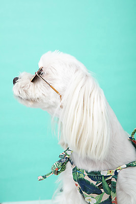 포토 JPG 스튜디오촬영 동물 한마리 응시 반려견 실내 근접촬영 사람없음 옆모습 반려동물 선글라스 귀여움 말티즈 개 강아지 파란배경 반려 국내포토 1 시선 안경 뷰포인트 백그라운드 컨셉 포유류 내부 파란색 파일형식