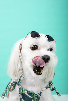 포토 JPG 스튜디오촬영 동물 한마리 반려견 실내 근접촬영 사람없음 앞모습 반려동물 선글라스 귀여움 말티즈 개 강아지 파란배경 반려 국내포토 1 안경 뷰포인트 백그라운드 컨셉 포유류 내부 파란색 파일형식