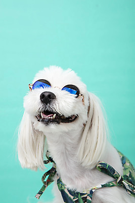 포토 JPG 스튜디오촬영 동물 한마리 반려견 실내 근접촬영 사람없음 앞모습 반려동물 선글라스 귀여움 말티즈 개 강아지 파란배경 반려 국내포토 1 안경 뷰포인트 백그라운드 컨셉 포유류 내부 파란색 파일형식