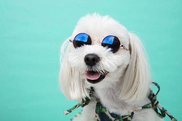 포토 JPG 스튜디오촬영 동물 한마리 반려견 실내 근접촬영 사람없음 앞모습 반려동물 선글라스 귀여움 말티즈 개 강아지 파란배경 반려 국내포토 1 안경 뷰포인트 백그라운드 컨셉 포유류 내부 파란색 파일형식