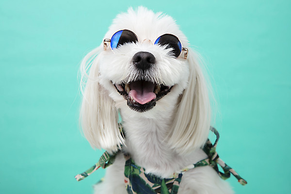포토 JPG 스튜디오촬영 동물 한마리 반려견 실내 근접촬영 사람없음 앞모습 반려동물 선글라스 귀여움 말티즈 개 강아지 파란배경 반려 국내포토 1 안경 뷰포인트 백그라운드 컨셉 포유류 내부 파란색 파일형식