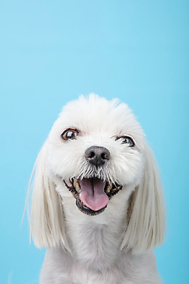 포토 JPG 스튜디오촬영 동물 한마리 반려견 실내 근접촬영 사람없음 앞모습 반려동물 귀여움 말티즈 개 강아지 파란배경 반려 국내포토 1 뷰포인트 백그라운드 컨셉 포유류 내부 파란색 파일형식