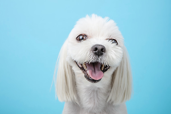 포토 JPG 스튜디오촬영 동물 한마리 반려견 실내 근접촬영 사람없음 앞모습 반려동물 귀여움 말티즈 개 강아지 파란배경 반려 국내포토 1 뷰포인트 백그라운드 컨셉 포유류 내부 파란색 파일형식