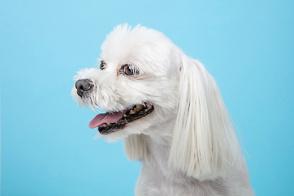 포토 JPG 스튜디오촬영 동물 한마리 응시 반려견 실내 근접촬영 사람없음 옆모습 반려동물 귀여움 말티즈 개 강아지 파란배경 반려 국내포토 1 시선 뷰포인트 백그라운드 컨셉 포유류 내부 파란색 파일형식