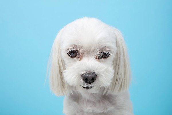 포토 JPG 스튜디오촬영 동물 한마리 반려견 실내 근접촬영 사람없음 앞모습 반려동물 귀여움 말티즈 개 강아지 파란배경 반려 국내포토 1 뷰포인트 백그라운드 컨셉 포유류 내부 파란색 파일형식