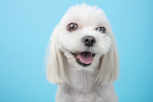 포토 JPG 스튜디오촬영 동물 한마리 반려견 실내 근접촬영 사람없음 앞모습 반려동물 귀여움 말티즈 개 강아지 파란배경 반려 국내포토 1 뷰포인트 백그라운드 컨셉 포유류 내부 파란색 파일형식