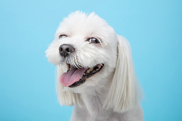 포토 JPG 스튜디오촬영 동물 한마리 반려견 실내 근접촬영 사람없음 앞모습 반려동물 귀여움 말티즈 개 강아지 파란배경 반려 국내포토 1 뷰포인트 백그라운드 컨셉 포유류 내부 파란색 파일형식