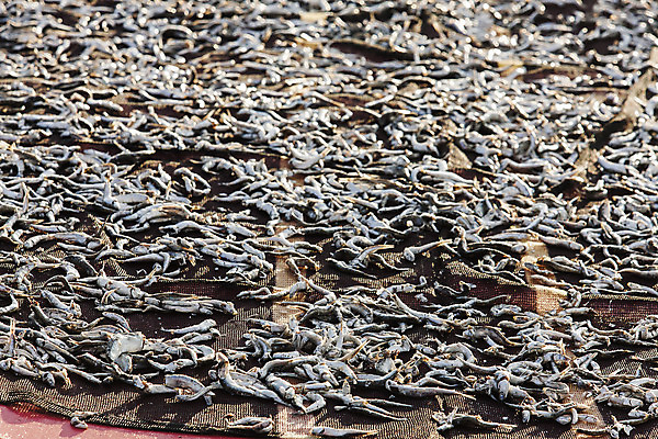 포토 JPG 주간 여행 자연 건조 한국 풍경 사람없음 야외 울산 국내여행 멸치 멸치잡이 국내포토 자연요소 아시아 어류 어업 생태계 파일형식