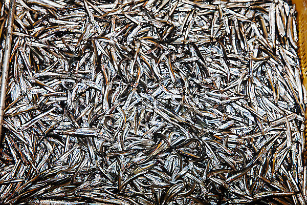 포토 JPG 주간 여행 자연 한국 풍경 사람없음 야외 울산 국내여행 멸치 멸치잡이 국내포토 자연요소 아시아 어류 어업 생태계 파일형식