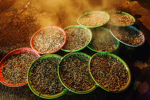 포토 JPG 여행 자연 한국 풍경 사람없음 야외 야간 울산 국내여행 멸치 멸치잡이 국내포토 자연요소 아시아 어류 어업 생태계 파일형식