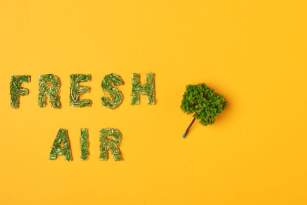 포토 JPG 스튜디오촬영 나무 식물 날씨 실내 건강 사람없음 하이앵글 환경 미니어처 신선 공기 노란배경 플랫레이 미세먼지 국내포토 뷰포인트 백그라운드 내부 노란색 모형 플랫 먼지 파일형식