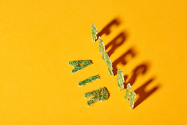 포토 JPG 스튜디오촬영 식물 날씨 실내 건강 그림자 사람없음 환경 신선 공기 노란배경 미세먼지 국내포토 백그라운드 내부 노란색 먼지 파일형식