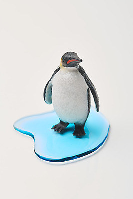 포토 JPG 스튜디오촬영 동물 날씨 실내 사람없음 환경 보호 흰배경 펭귄 빙하 지구온난화 국내포토 백그라운드 컨셉 조류 내부 흰색 기후변화 파일형식