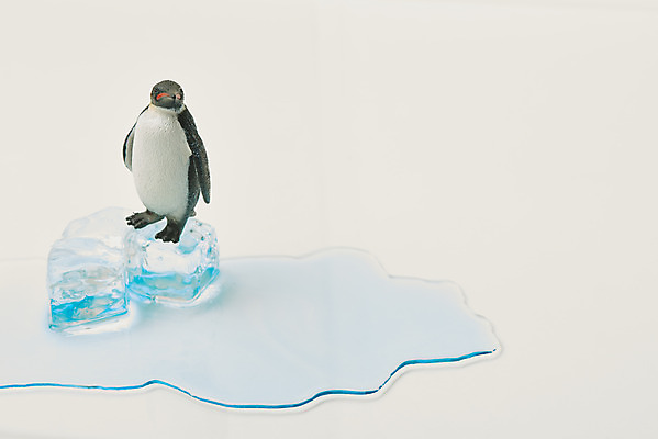 포토 JPG 스튜디오촬영 동물 날씨 실내 사람없음 환경 얼음 보호 흰배경 펭귄 빙하 지구온난화 국내포토 자연요소 백그라운드 컨셉 조류 내부 흰색 기후변화 파일형식