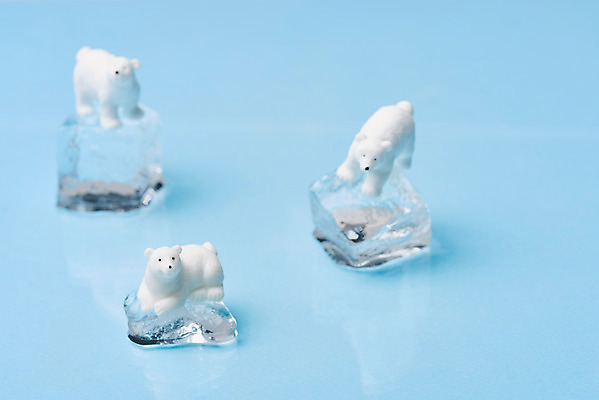 포토 JPG 스튜디오촬영 동물 날씨 실내 사람없음 환경 얼음 보호 북극곰 빙하 파란배경 지구온난화 국내포토 자연요소 백그라운드 컨셉 곰 내부 파란색 기후변화 파일형식